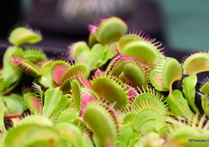 De Dionaea Muscipula van Corn.Bak.